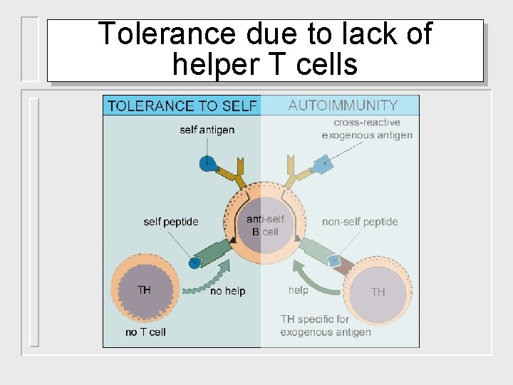 Tolerance due to lack of helper T cells 