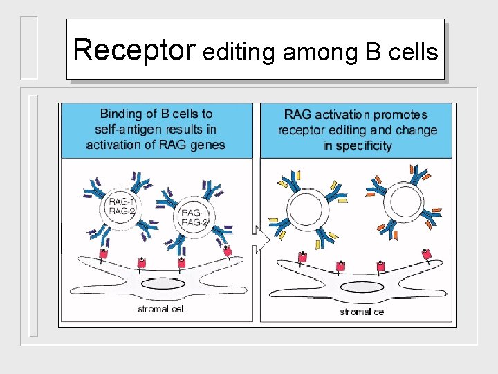 Receptor editing among B cells 