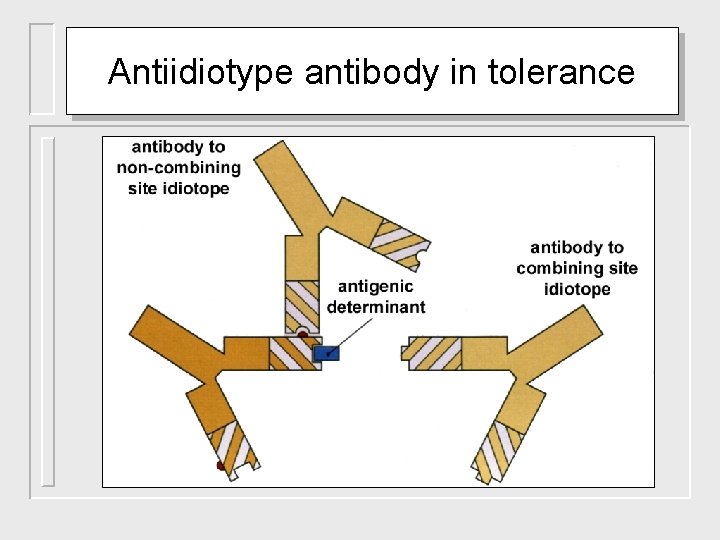 Antiidiotype antibody in tolerance 