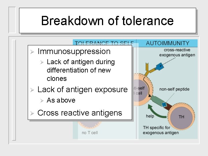 Breakdown of tolerance Ø Immunosuppression Ø Ø Lack of antigen exposure Ø Ø Lack