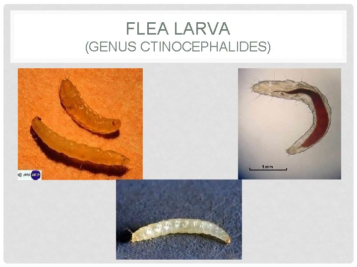 FLEA LARVA (GENUS CTINOCEPHALIDES) 