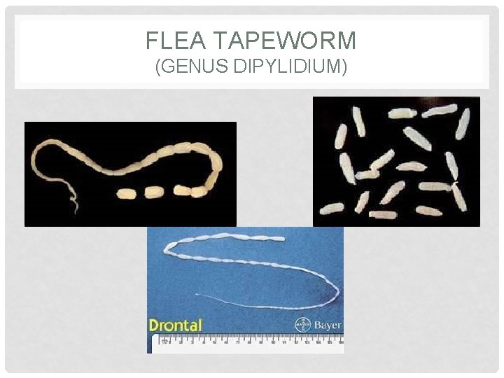 FLEA TAPEWORM (GENUS DIPYLIDIUM) 