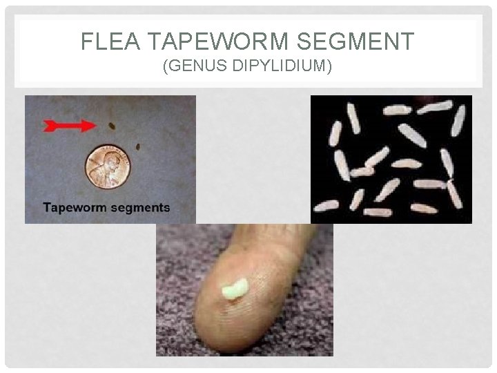 FLEA TAPEWORM SEGMENT (GENUS DIPYLIDIUM) 