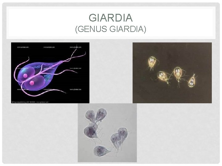 GIARDIA (GENUS GIARDIA) 