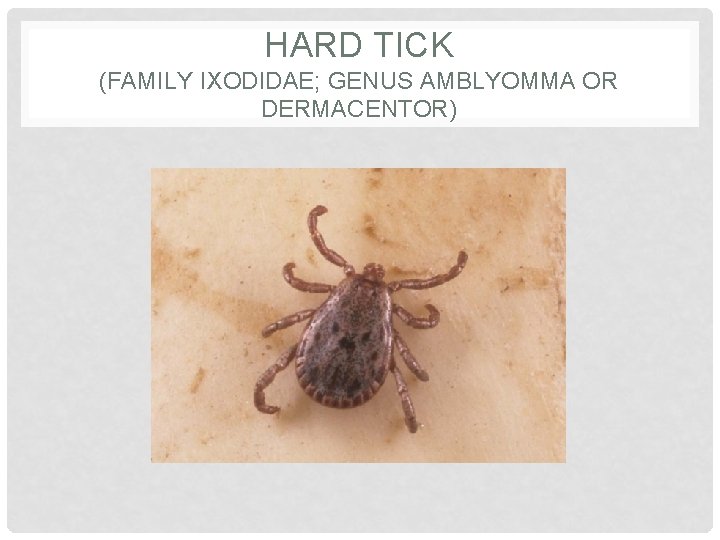 HARD TICK (FAMILY IXODIDAE; GENUS AMBLYOMMA OR DERMACENTOR) 