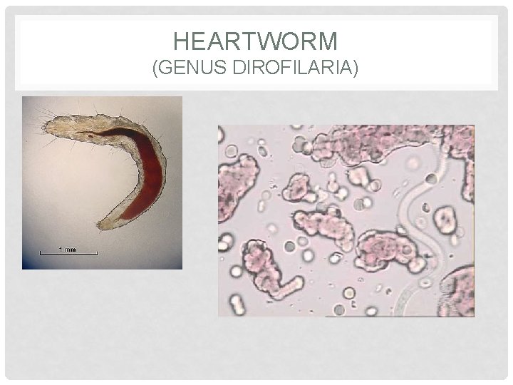 HEARTWORM (GENUS DIROFILARIA) 