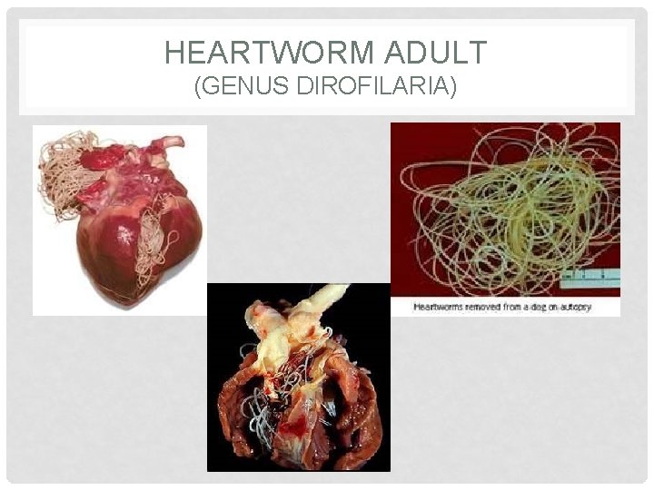 HEARTWORM ADULT (GENUS DIROFILARIA) 