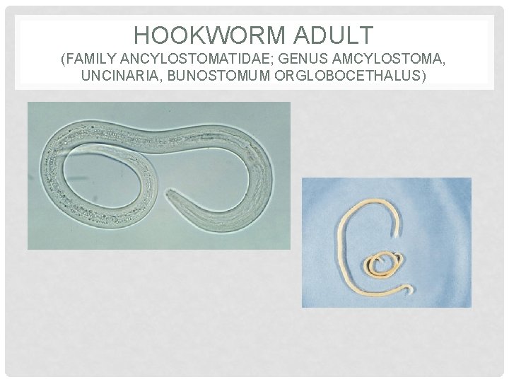 HOOKWORM ADULT (FAMILY ANCYLOSTOMATIDAE; GENUS AMCYLOSTOMA, UNCINARIA, BUNOSTOMUM ORGLOBOCETHALUS) 
