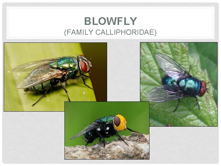 BLOWFLY (FAMILY CALLIPHORIDAE) 