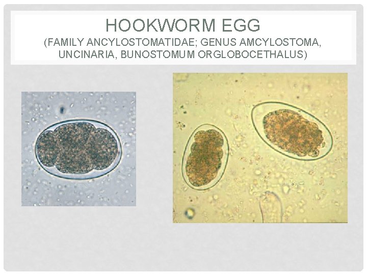 HOOKWORM EGG (FAMILY ANCYLOSTOMATIDAE; GENUS AMCYLOSTOMA, UNCINARIA, BUNOSTOMUM ORGLOBOCETHALUS) 