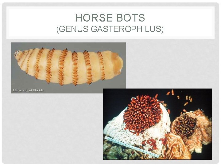 HORSE BOTS (GENUS GASTEROPHILUS) 
