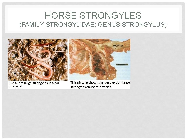 HORSE STRONGYLES (FAMILY STRONGYLIDAE; GENUS STRONGYLUS) 