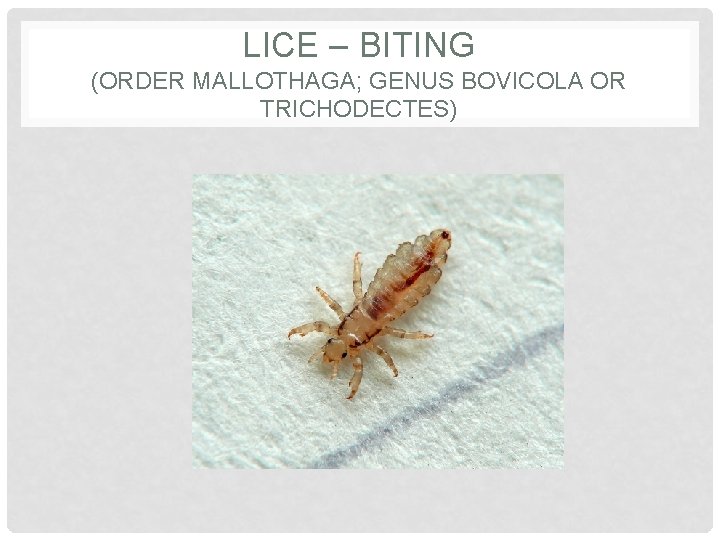 LICE – BITING (ORDER MALLOTHAGA; GENUS BOVICOLA OR TRICHODECTES) 