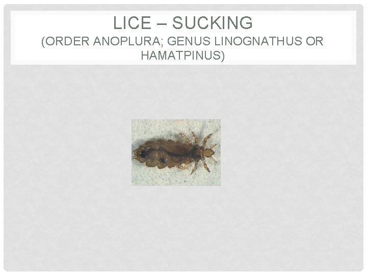 LICE – SUCKING (ORDER ANOPLURA; GENUS LINOGNATHUS OR HAMATPINUS) 