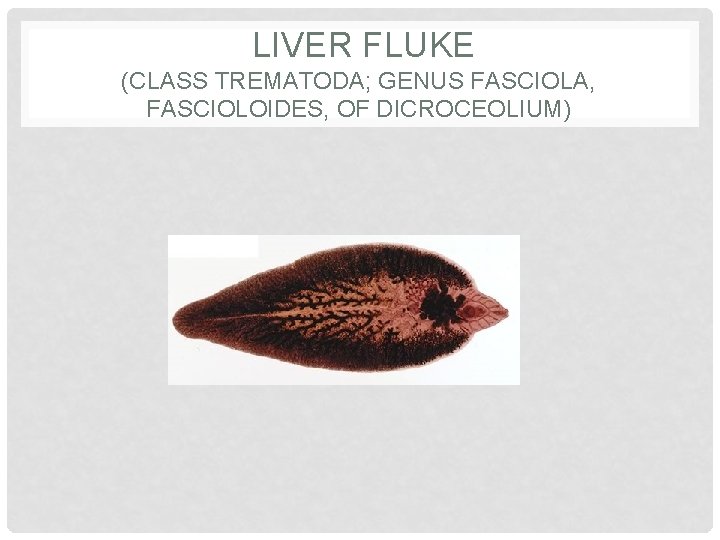 LIVER FLUKE (CLASS TREMATODA; GENUS FASCIOLA, FASCIOLOIDES, OF DICROCEOLIUM) 