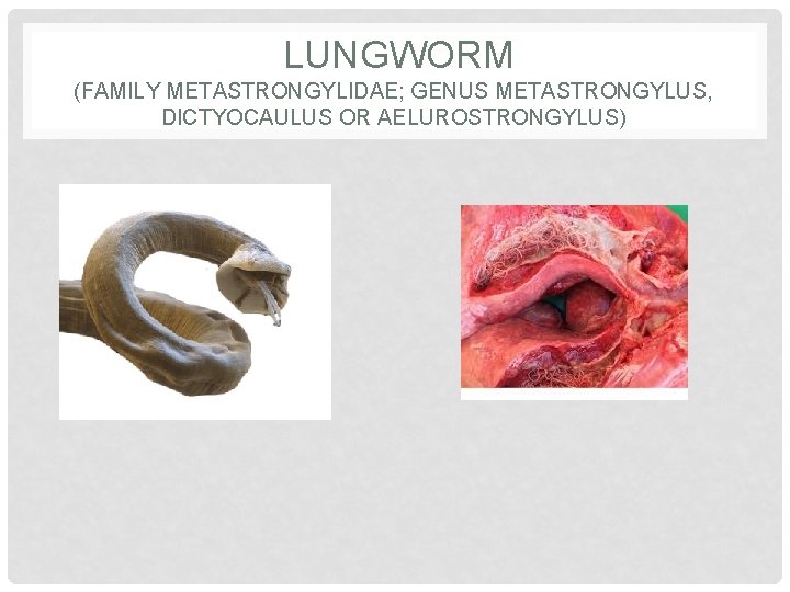LUNGWORM (FAMILY METASTRONGYLIDAE; GENUS METASTRONGYLUS, DICTYOCAULUS OR AELUROSTRONGYLUS) 
