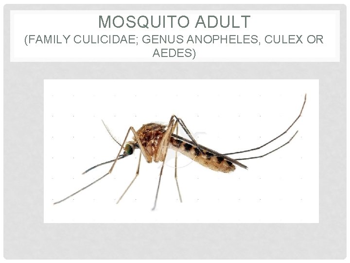 MOSQUITO ADULT (FAMILY CULICIDAE; GENUS ANOPHELES, CULEX OR AEDES) 