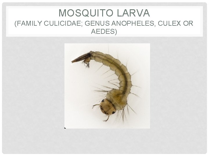 MOSQUITO LARVA (FAMILY CULICIDAE; GENUS ANOPHELES, CULEX OR AEDES) 