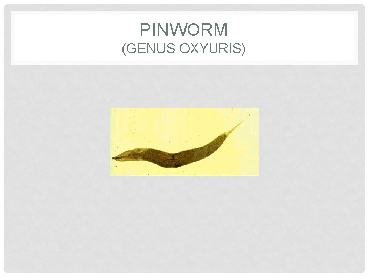 PINWORM (GENUS OXYURIS) 