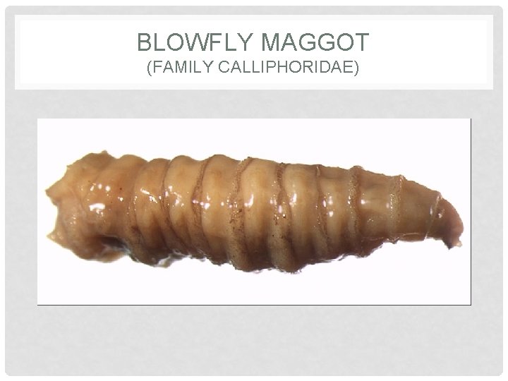 BLOWFLY MAGGOT (FAMILY CALLIPHORIDAE) 