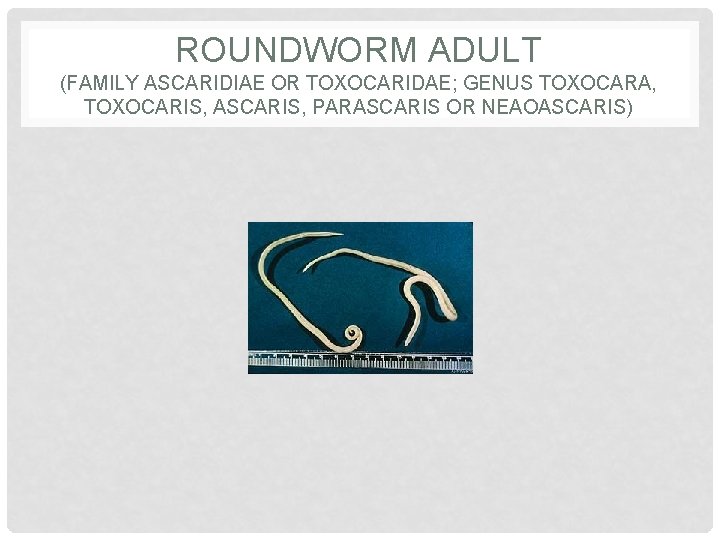 ROUNDWORM ADULT (FAMILY ASCARIDIAE OR TOXOCARIDAE; GENUS TOXOCARA, TOXOCARIS, ASCARIS, PARASCARIS OR NEAOASCARIS) 
