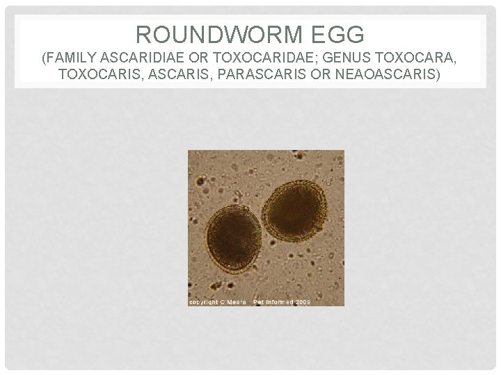 ROUNDWORM EGG (FAMILY ASCARIDIAE OR TOXOCARIDAE; GENUS TOXOCARA, TOXOCARIS, ASCARIS, PARASCARIS OR NEAOASCARIS) 