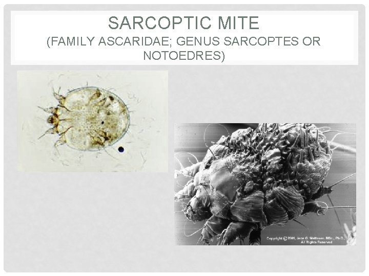 SARCOPTIC MITE (FAMILY ASCARIDAE; GENUS SARCOPTES OR NOTOEDRES) 
