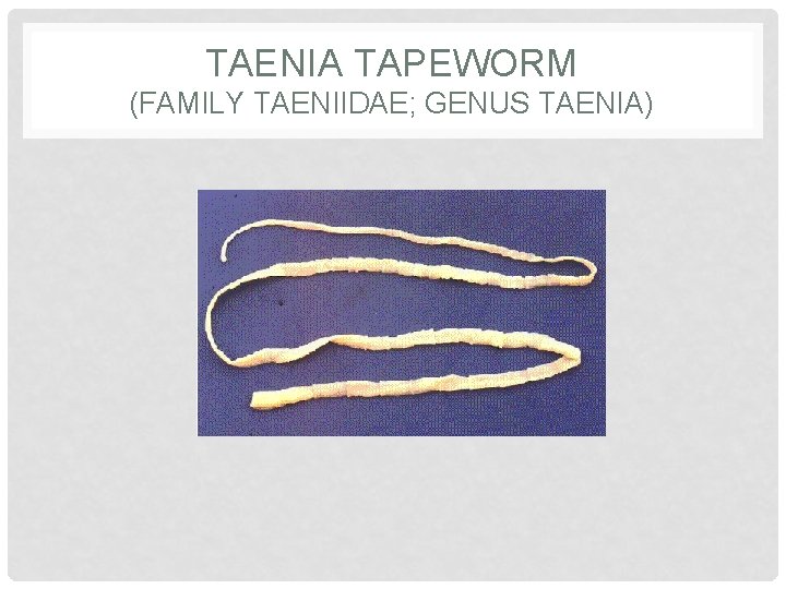 TAENIA TAPEWORM (FAMILY TAENIIDAE; GENUS TAENIA) 