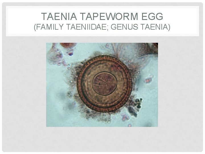 TAENIA TAPEWORM EGG (FAMILY TAENIIDAE; GENUS TAENIA) 