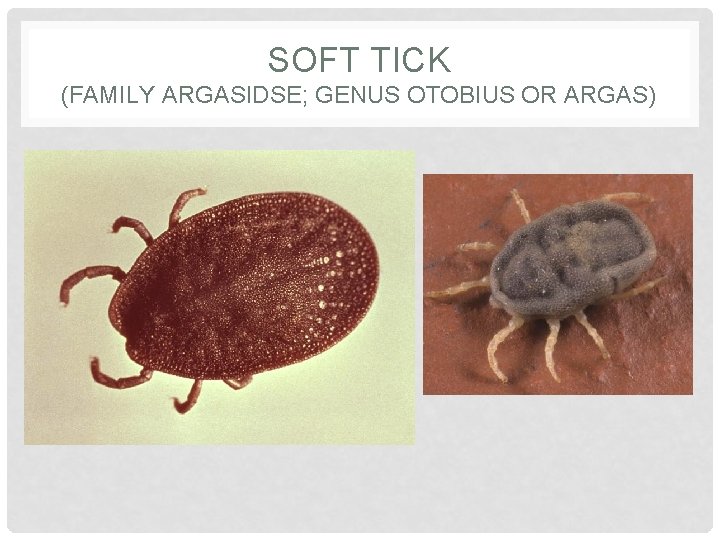 SOFT TICK (FAMILY ARGASIDSE; GENUS OTOBIUS OR ARGAS) 