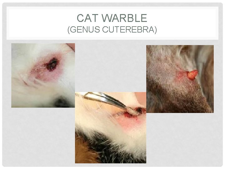CAT WARBLE (GENUS CUTEREBRA) 