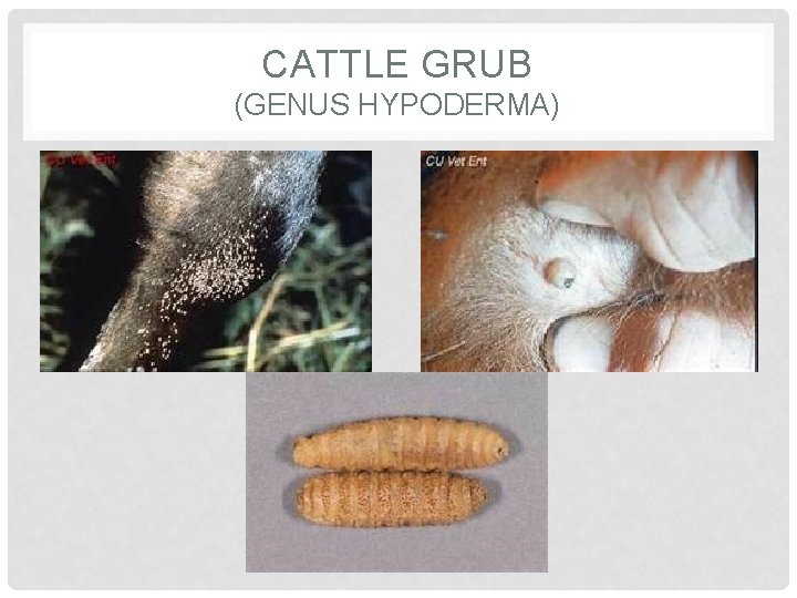 CATTLE GRUB (GENUS HYPODERMA) 