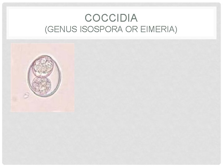 COCCIDIA (GENUS ISOSPORA OR EIMERIA) 