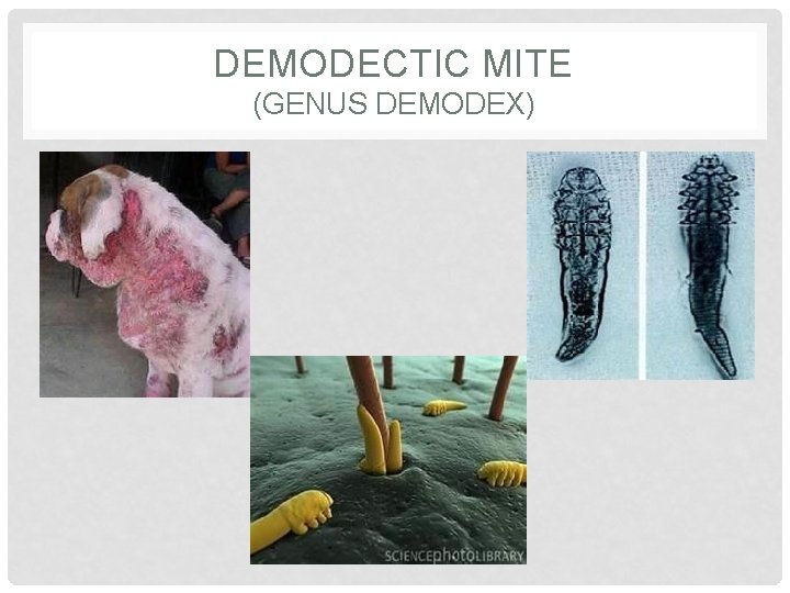 DEMODECTIC MITE (GENUS DEMODEX) 