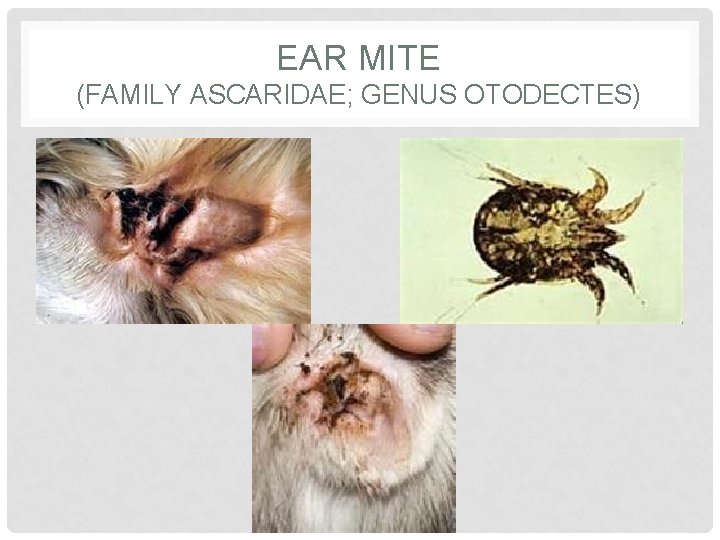 EAR MITE (FAMILY ASCARIDAE; GENUS OTODECTES) 