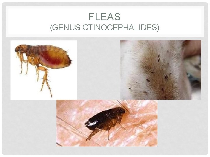 FLEAS (GENUS CTINOCEPHALIDES) 