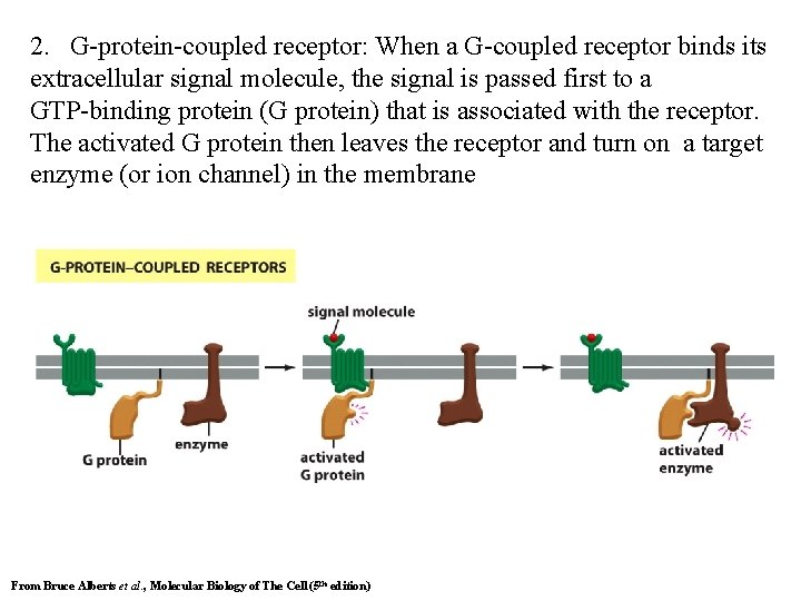 2. G-protein-coupled receptor: When a G-coupled receptor binds its extracellular signal molecule, the signal