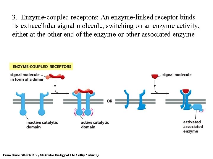 3. Enzyme-coupled receptors: An enzyme-linked receptor binds its extracellular signal molecule, switching on an