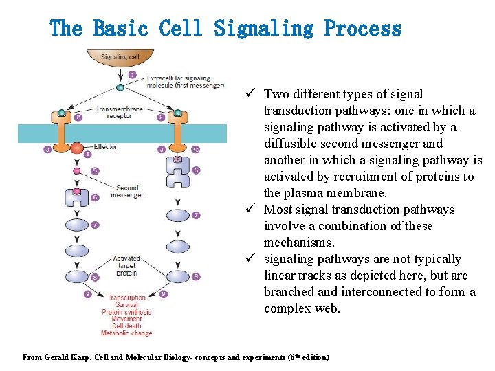 The Basic Cell Signaling Process ü Two different types of signal transduction pathways: one