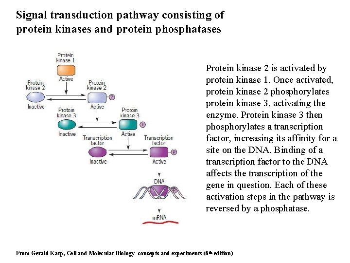 Signal transduction pathway consisting of protein kinases and protein phosphatases Protein kinase 2 is