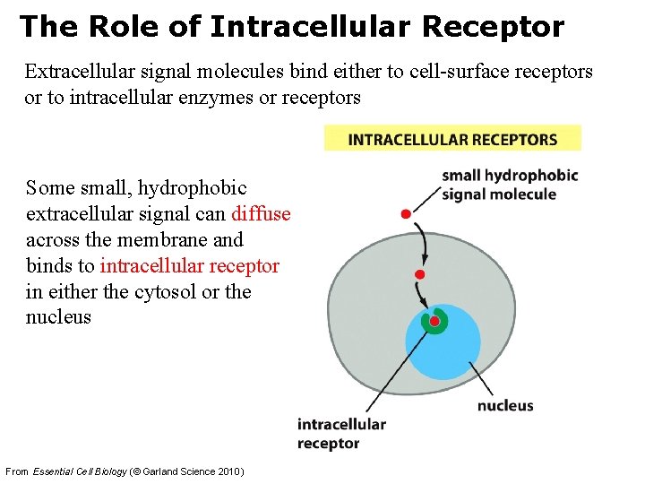 The Role of Intracellular Receptor Extracellular signal molecules bind either to cell-surface receptors or