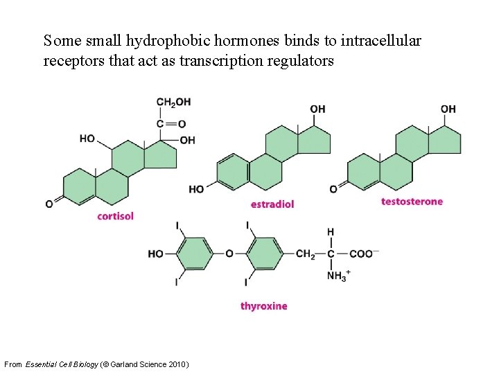 Some small hydrophobic hormones binds to intracellular receptors that act as transcription regulators From