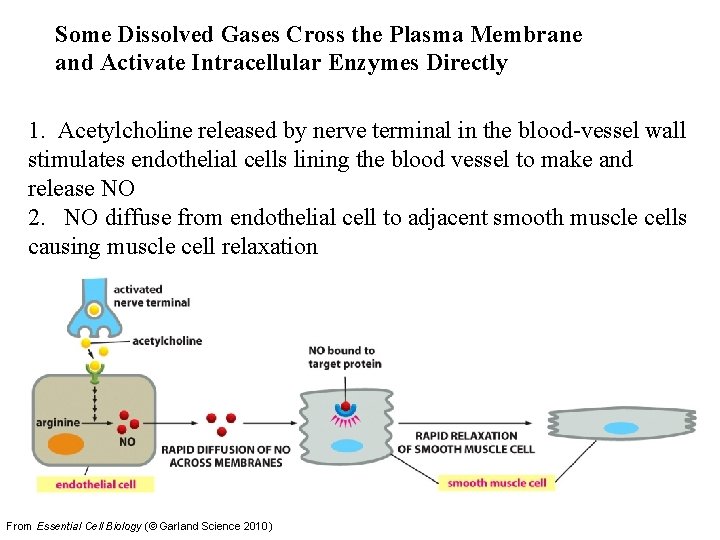 Some Dissolved Gases Cross the Plasma Membrane and Activate Intracellular Enzymes Directly 1. Acetylcholine