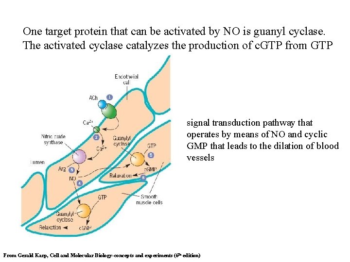 One target protein that can be activated by NO is guanyl cyclase. The activated