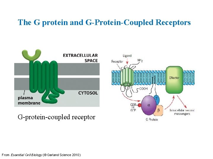 The G protein and G-Protein-Coupled Receptors G-protein-coupled receptor From Essential Cell Biology (© Garland