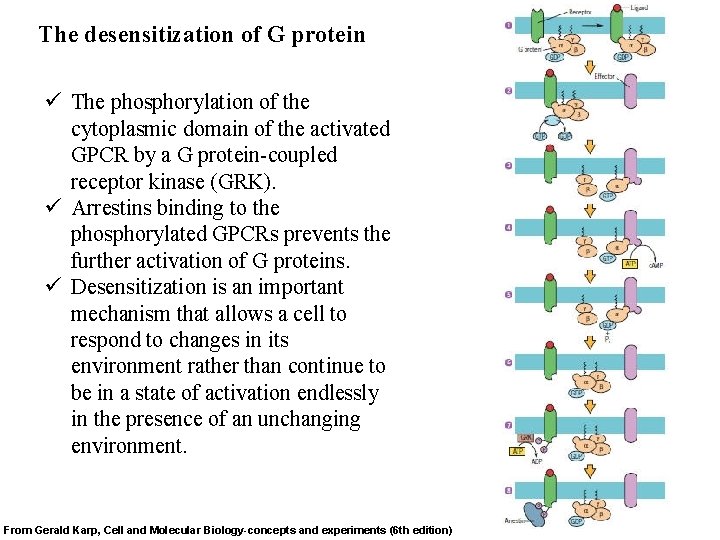 The desensitization of G protein ü The phosphorylation of the cytoplasmic domain of the