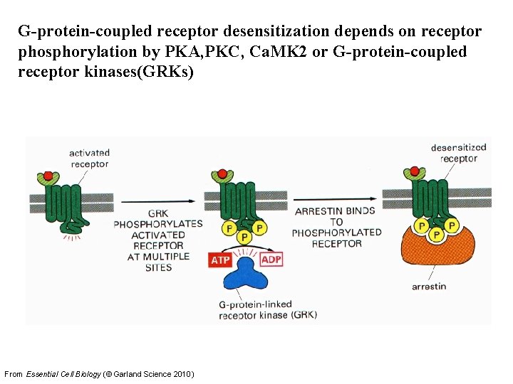 G-protein-coupled receptor desensitization depends on receptor phosphorylation by PKA, PKC, Ca. MK 2 or