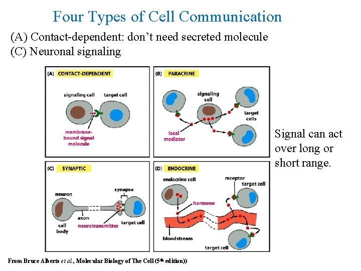 Four Types of Cell Communication (A) Contact-dependent: don’t need secreted molecule (C) Neuronal signaling