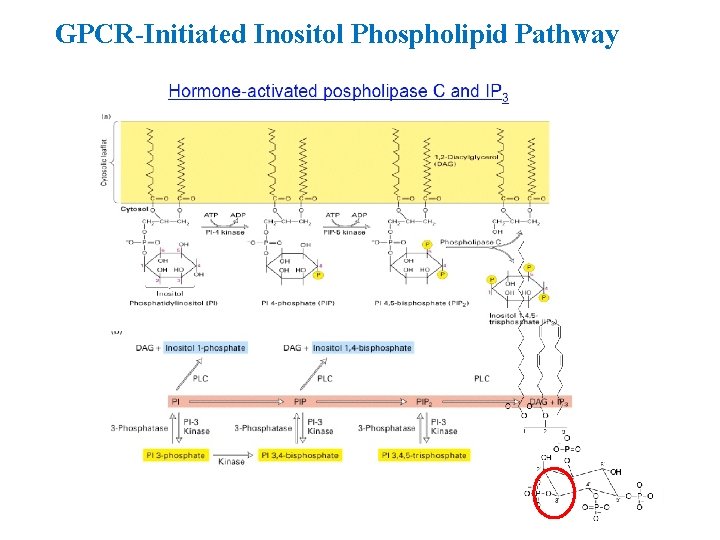 GPCR-Initiated Inositol Phospholipid Pathway 