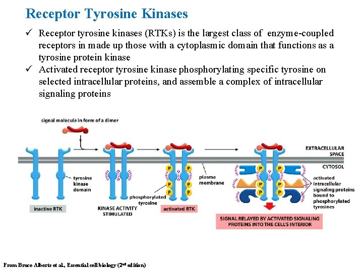 Receptor Tyrosine Kinases ü Receptor tyrosine kinases (RTKs) is the largest class of enzyme-coupled